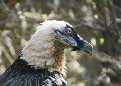Bearded vulture c EGS Hofbauer
