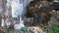 Steinadler im Horst c NPHT Gressmann